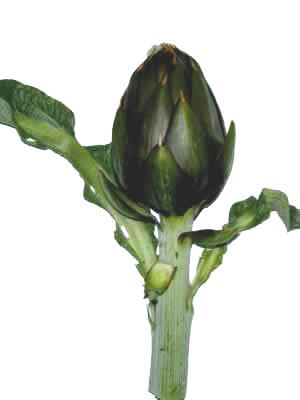 Spinoso (Thorny) Sardinian